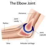 Elbow Joint