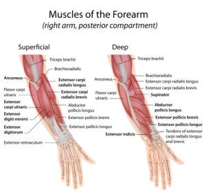 Forearm extensor muscles