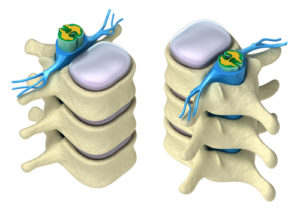 Spinal Vertebra and Nerves Exiting Spinal Chord