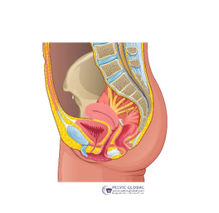 pelvic-floor-information